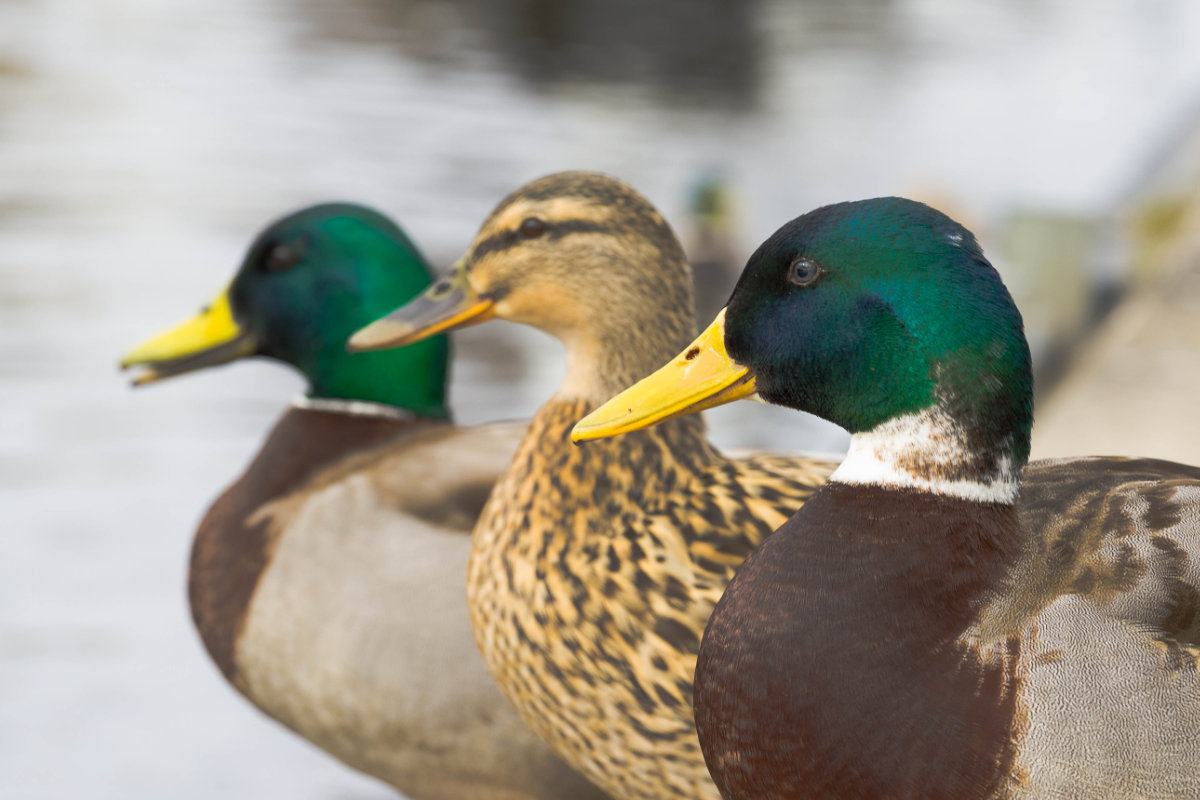 
		Mallard ducks - Leiderdorp, Netherlands - March 2021: Notice the extremely rare blue eyes of this individual
		