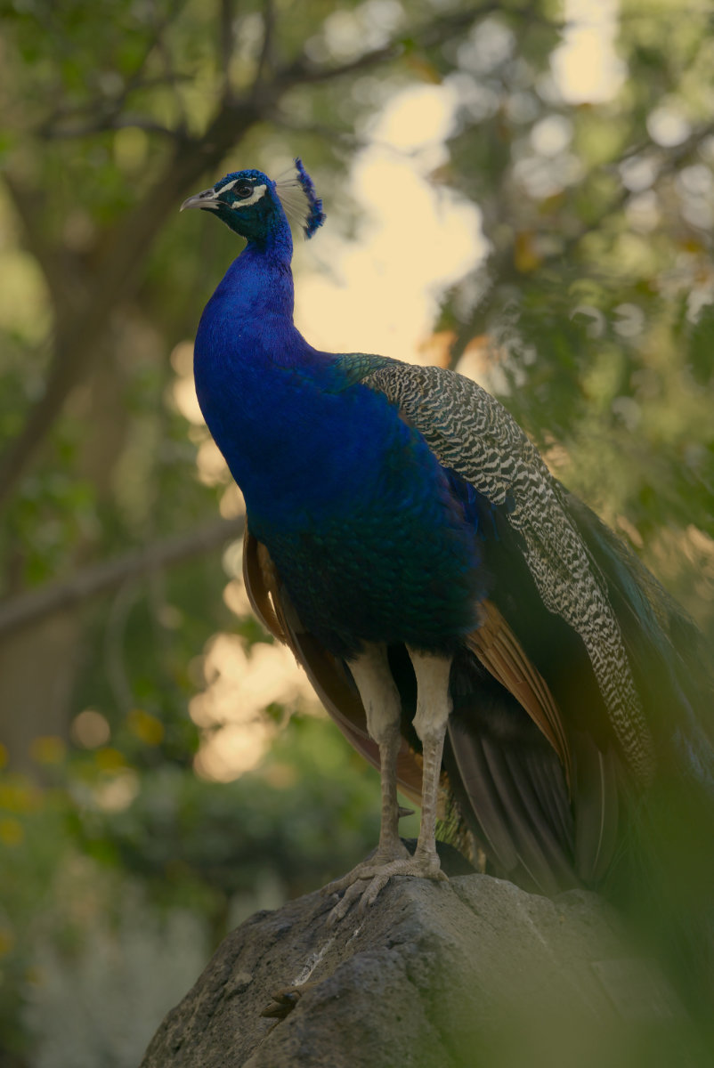 Peacock - São Jorge Castle, Lisabon - April 2023