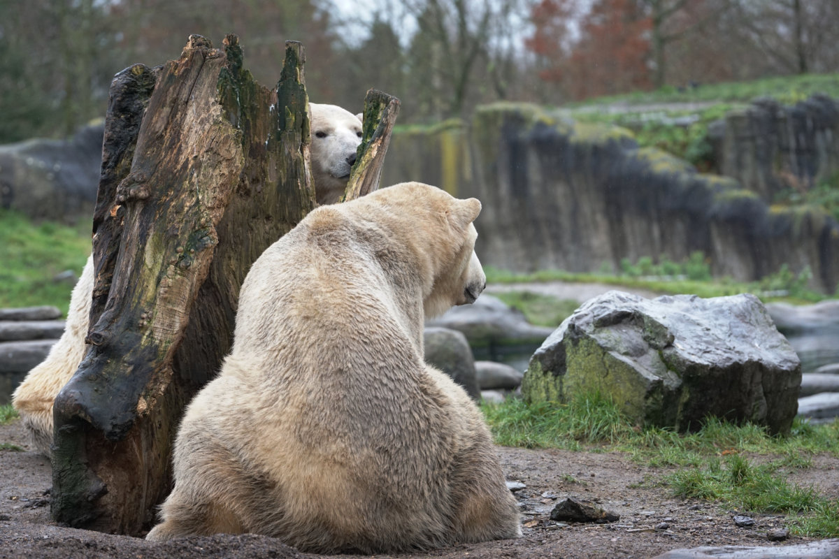 Polar bears - Blijdorp, Netherlands - December 2023