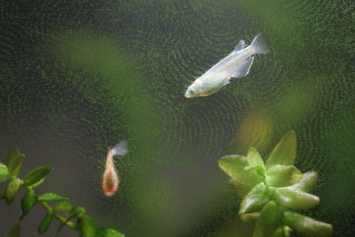 Nerite Snail Feeding Pattern and Japanese Rice Fish - Home Aquarium - April 2025