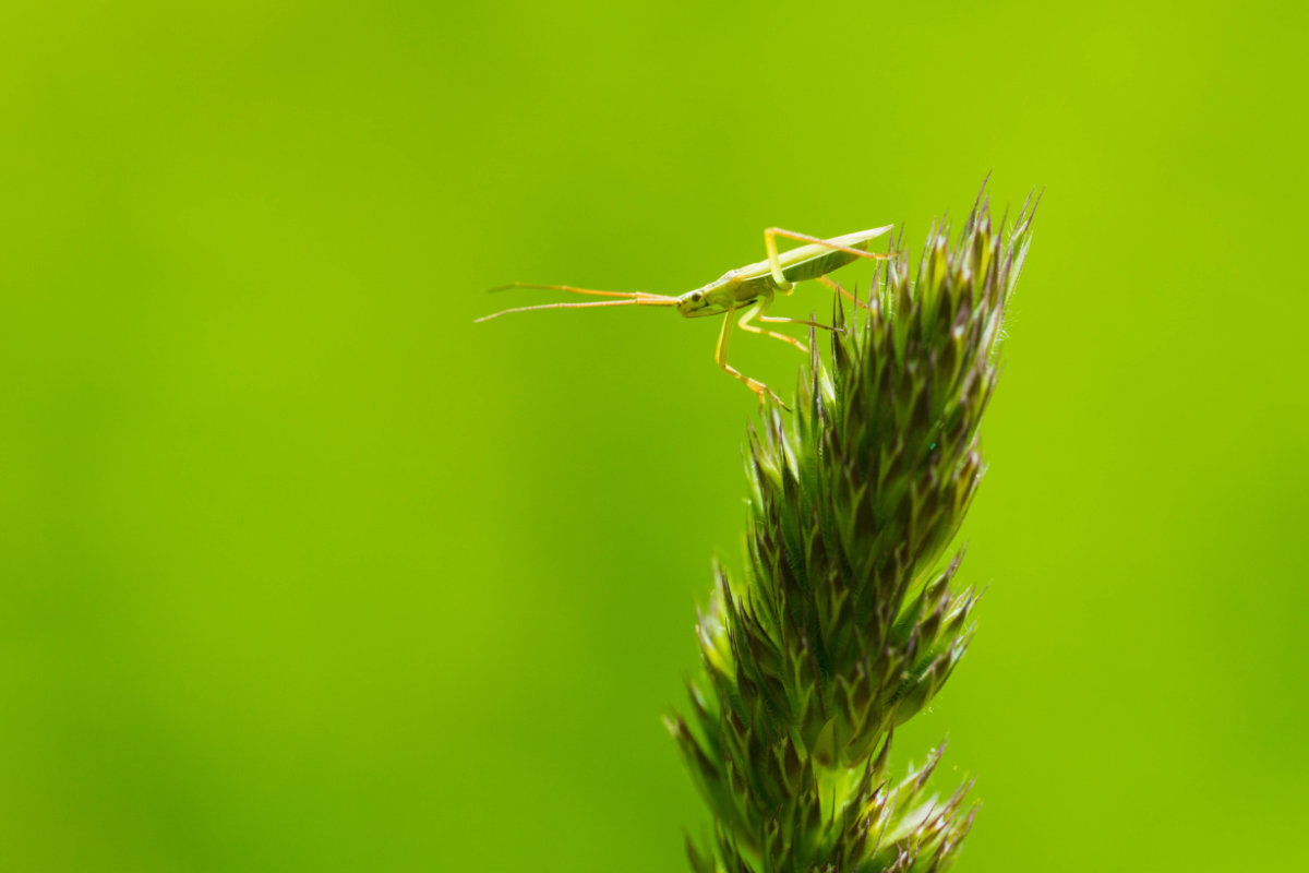 Elongated Grass Bug - Leiderdorp, Netherlands - June 2022