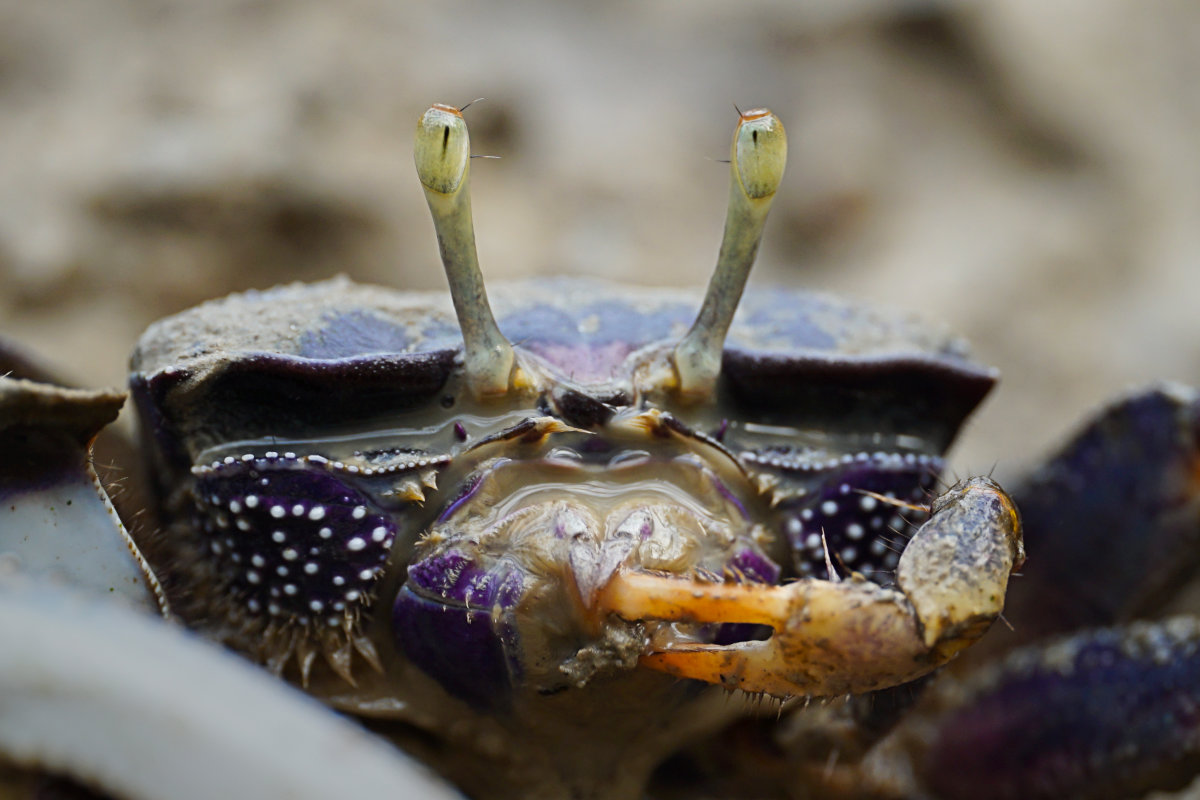Fiddler Crab - Burgers Zoo, Netherlands - Febuari 2025